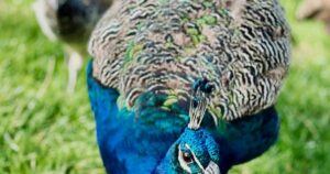 A peacock with iridescent blue and green plumage on grass