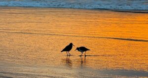 Two birds on a shoreline at sunset with golden light on the water