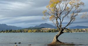 A solitary tree standing in still lake water beneath mountains