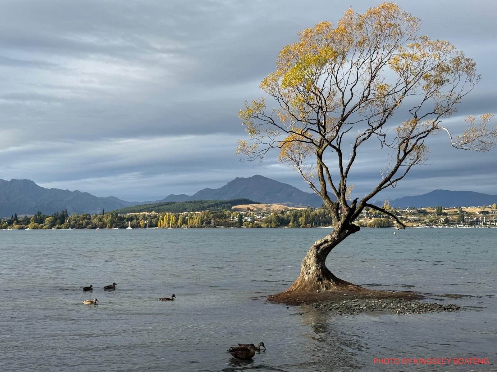 A single tree standing in still lake water with hills beyond